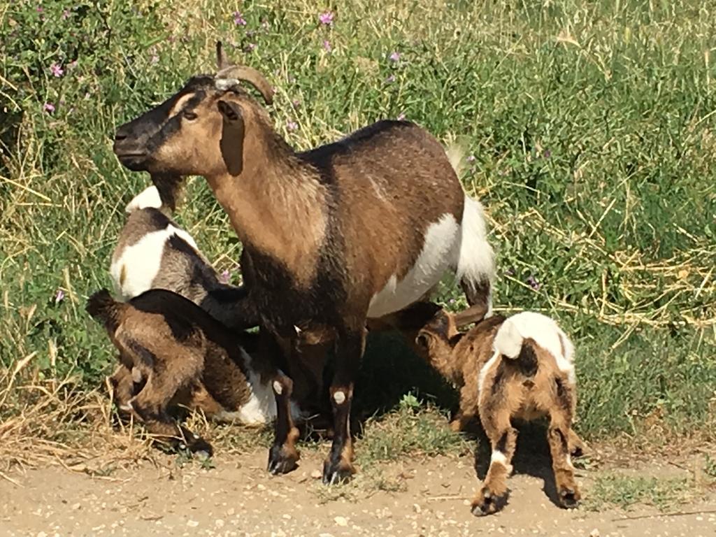 Agriturismo Terre Di Musignano Canino Luaran gambar